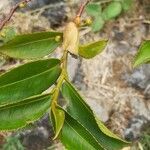 Aphloia theiformis leaf picture by claude Marodon (cc-by-sa)