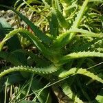 Aloe arborescens leaf picture by W Amaury (cc-by-sa)