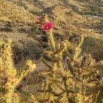 Cylindropuntia imbricata flower picture by Dario Chavez (cc-by-sa)