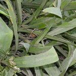 Crinum erubescens habit picture by Nelson Zamora Villalobos (cc-by-nc)