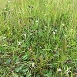 Juncus bulbosus habit picture by Sarah Hart (cc-by-sa)