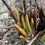 Elaphoglossum mathewsii leaf picture by Fabien Anthelme (cc-by-sa)