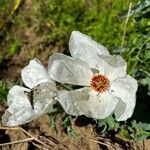 Argemone platyceras flower picture by González Rodríguez Juan Carlos (cc-by-sa)