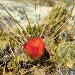 Austrocylindropuntia floccosa flower picture by Gabriel Ollivier (cc-by-sa)