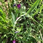 Lathyrus hirsutus leaf picture by Pascal Boez (cc-by-sa)