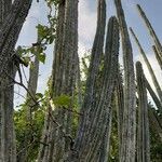 Pilosocereus polygonus leaf picture by Trap Hers (cc-by-sa)