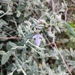 Teucrium fruticans flower picture by serakan (cc-by-sa)