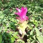 Curcuma aromatica leaf picture by dieter meyndt (cc-by-sa)