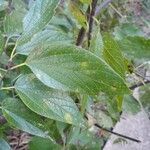 Celtis laevigata leaf picture by Bella Frakes (cc-by-sa)