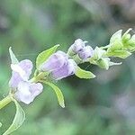 Scutellaria lateriflora flower picture by John Murtaugh (cc-by-sa)