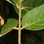 Lonchocarpus ferrugineus leaf picture by Nelson Zamora Villalobos (cc-by-nc)