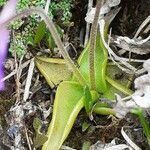 Pinguicula leptoceras leaf picture by Pietro Brignoli (cc-by-sa)