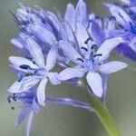 Hyacinthoides italica flower picture by Guillaume Labeyrie (cc-by-sa)