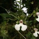 Oeonia rosea flower picture by Hugo SANTACREU (cc-by-sa)