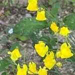 Linaria spartea flower picture by Eva g (cc-by-sa)