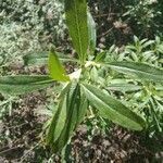 Salvia mellifera leaf picture by cibrian Aritza (cc-by-sa)