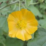 Abutilon indicum flower picture by Maarten Vanhove (cc-by-sa)