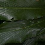 Renealmia alpinia leaf picture by Nelson Zamora Villalobos (cc-by-nc)