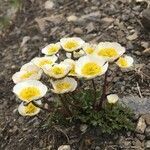 Ranunculus glacialis habit picture by genevieve salvin (cc-by-sa)