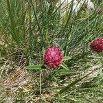 Trifolium alpestre leaf picture by ana radin (cc-by-sa)