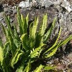 Blechnum spicant habit picture by Pierre LEON (cc-by-sa)