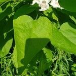 Catalpa speciosa flower picture by jef weisel (cc-by-sa)