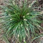 Carex halleriana habit picture by laurent boniface (cc-by-sa)