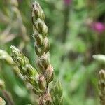 Plantago albicans flower picture by B.P. Mar (cc-by-sa)