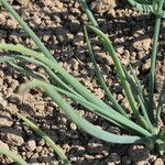 Allium cepa habit picture by Pierre Bonnet (cc-by-sa)