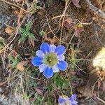 Gentiana depressa flower picture by marisa_10 (cc-by-sa)