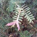 Grevillea caleyi leaf picture by O'Loughlin Davi (cc-by-sa)