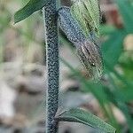 Epipactis microphylla leaf picture by Stéphane Mars (cc-by-sa)