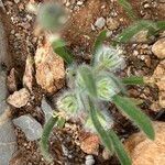 Plantago cretica flower picture by christiane kanitzer (cc-by-sa)