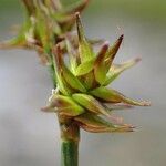 Carex echinata fruit picture by Yoan MARTIN (cc-by-sa)