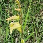 Gladiolus dalenii flower picture by susan brown (cc-by-sa)