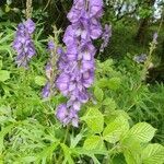 Aconitum napellus flower picture by brian (cc-by-sa)