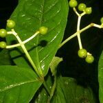 Rudgea cornifolia leaf picture by Nelson Zamora Villalobos (cc-by-nc)