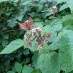 Rubus phoenicolasius flower picture by Marcia Tice (cc-by-sa)