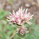 Gomphrena haenkeana flower picture by Trap Hers (cc-by-sa)