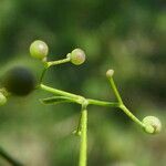 Galium palustre fruit picture by Llandrich anna (cc-by-sa)