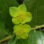 Bupleurum subovatum flower picture by Llandrich anna (cc-by-sa)