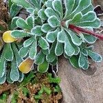 Saxifraga cochlearis leaf picture by Franco Colnago (cc-by-sa)