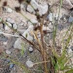 Juncus alpinoarticulatus leaf picture by Kaija Soini (cc-by-sa)