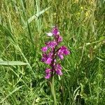 Anacamptis palustris flower picture by Alfonso Serrano (cc-by-sa)