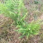 Pteridium aquilinum flower picture by Audrey Gubian (cc-by-sa)