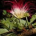 Calliandra bijuga habit picture by Nelson Zamora Villalobos (cc-by-nc)