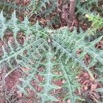 Acanthus eminens leaf picture by Maarten Vanhove (cc-by-sa)