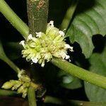 Notopleura capitata flower picture by Nelson Zamora Villalobos (cc-by-nc)