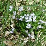 Viola rupestris habit picture by francois tissot (cc-by-sa)