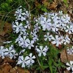 Phlox divaricata flower picture by kelly lockerman (cc-by-sa)